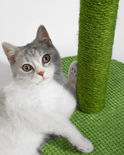 Griffoir chat cactus vert