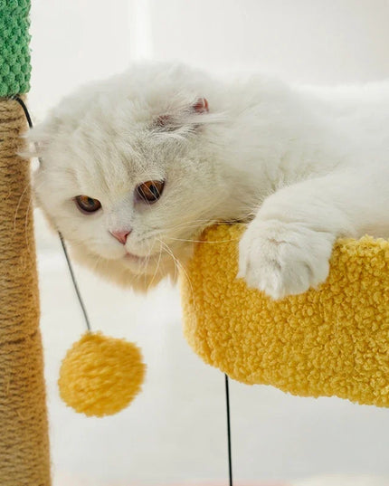 Cactus griffoir chat Jaune
