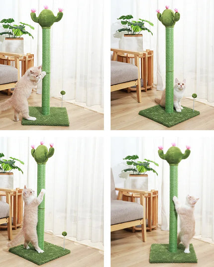 griffoir chat cactus 